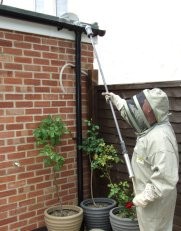 Wasp Nest Removal Ascot 375518 Image 1